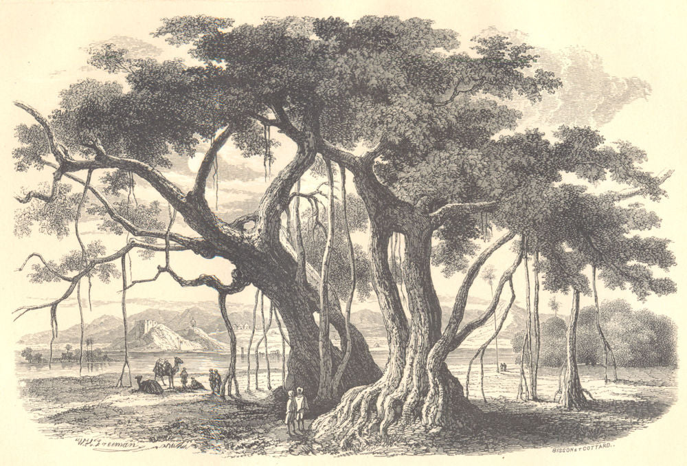 BOTANICALS. Figuier des pagodes. Ficus religiosa.  (Morées)  1852 old print